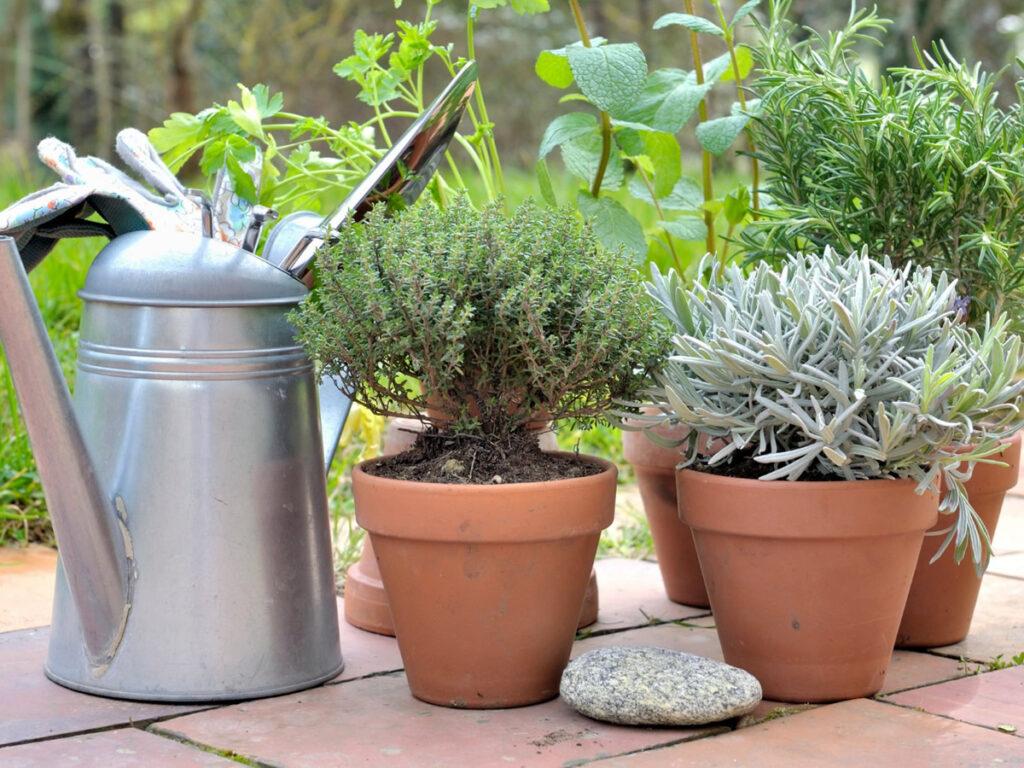 Come usare le Erbe aromatiche in cucina