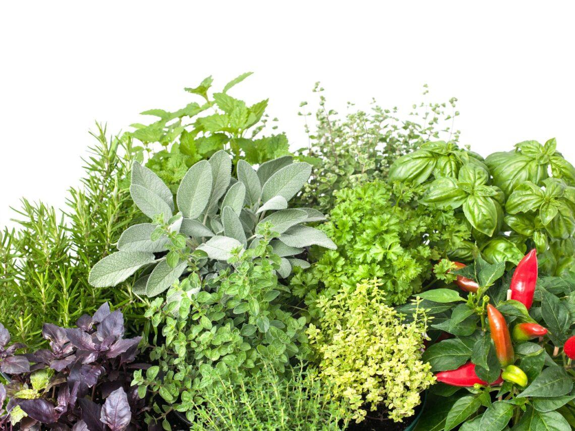 Erbe aromatiche in cucina: quali sono, come usarle e abbinarle