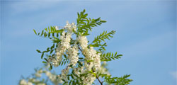 Miele-di-Acacia