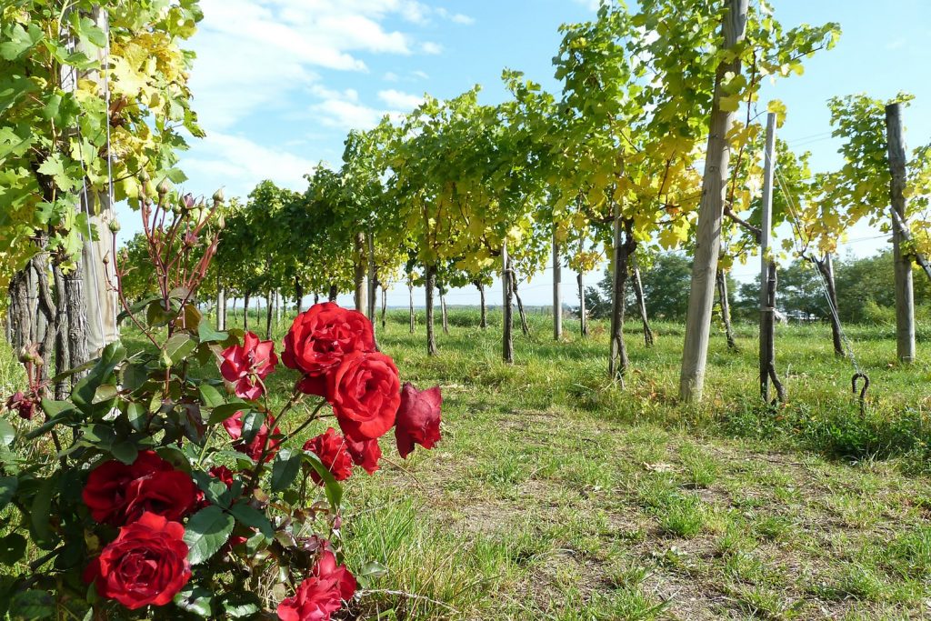 Potatura e sfogliatura in vigna nel mese di maggio Potatura e sfogliatura in vigna nel mese di maggio