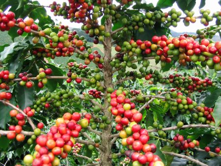 Caffè Arabica e Robusta: tutte le differenze