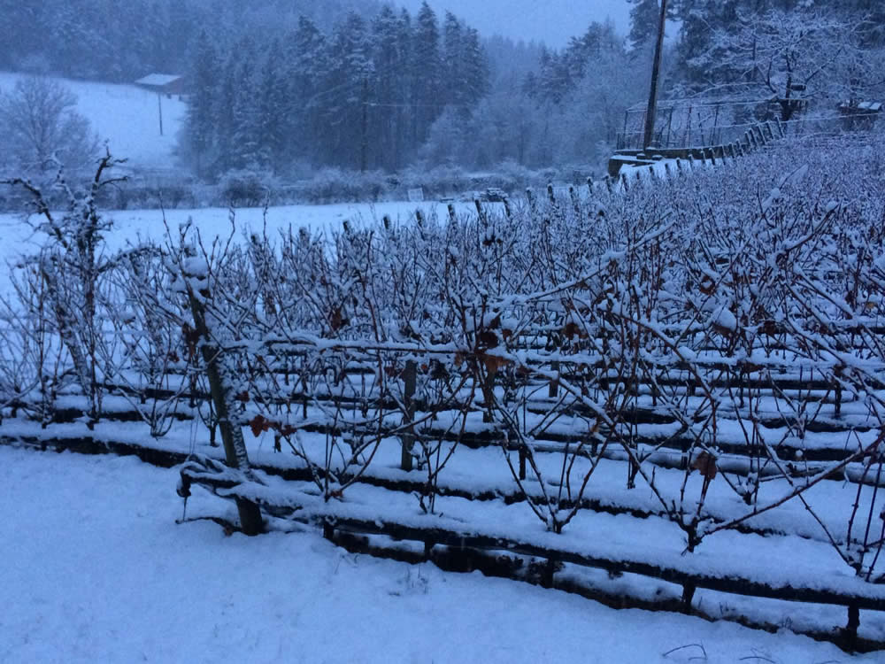 Nicola Biasi, incontro col creatore del Vin de La Neu Nicola Biasi, incontro col creatore del Vin de La Neu