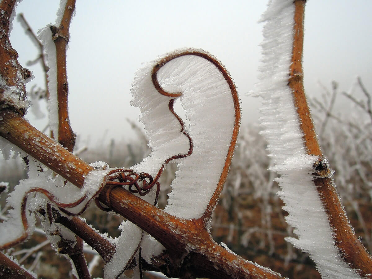 Cosa sono gli Eiswein o vini di ghiaccio