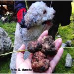 Tartufo degli Iblei, le 3 varietà siciliane Tartufo siciliano degli Iblei