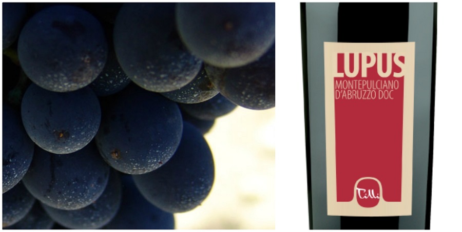 Azienda Tilli Casoli: l'azzardo del Montepulciano senza la botte Montepulciano dell'Azienda Tilli Casoli