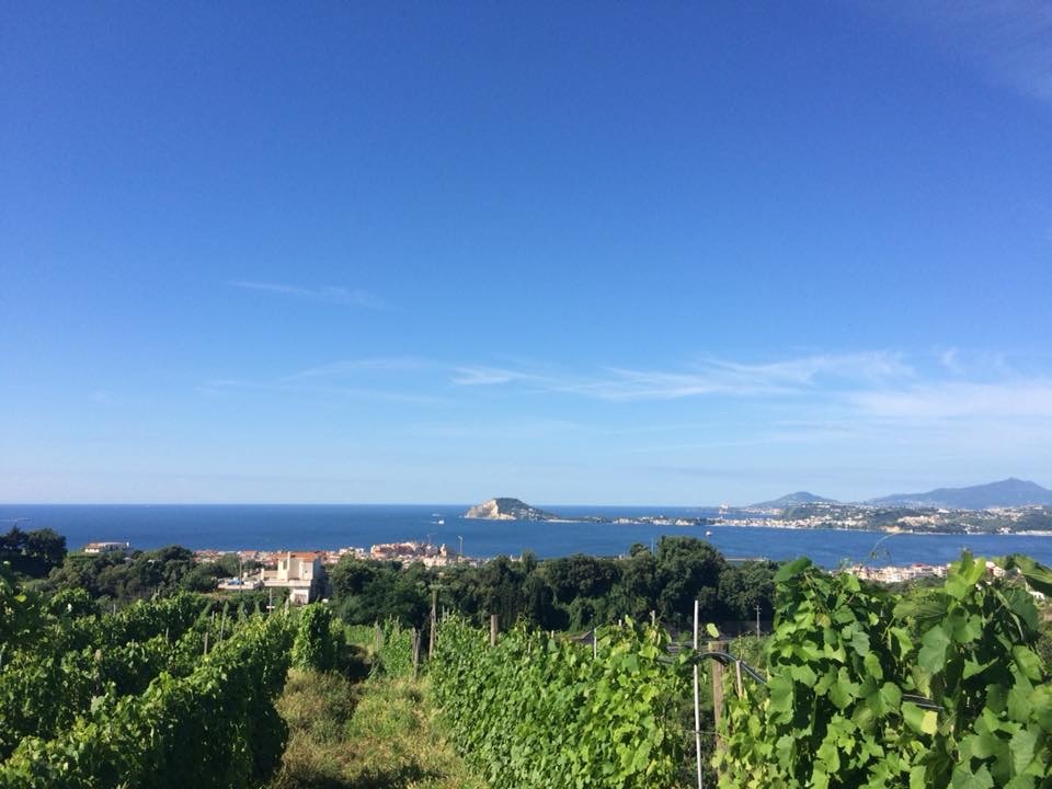 Chi è Maria Furgiero, vignaiola con la passione per i Campi Flegrei Chi è Maria Furgiero vignaiola Campi Flegrei