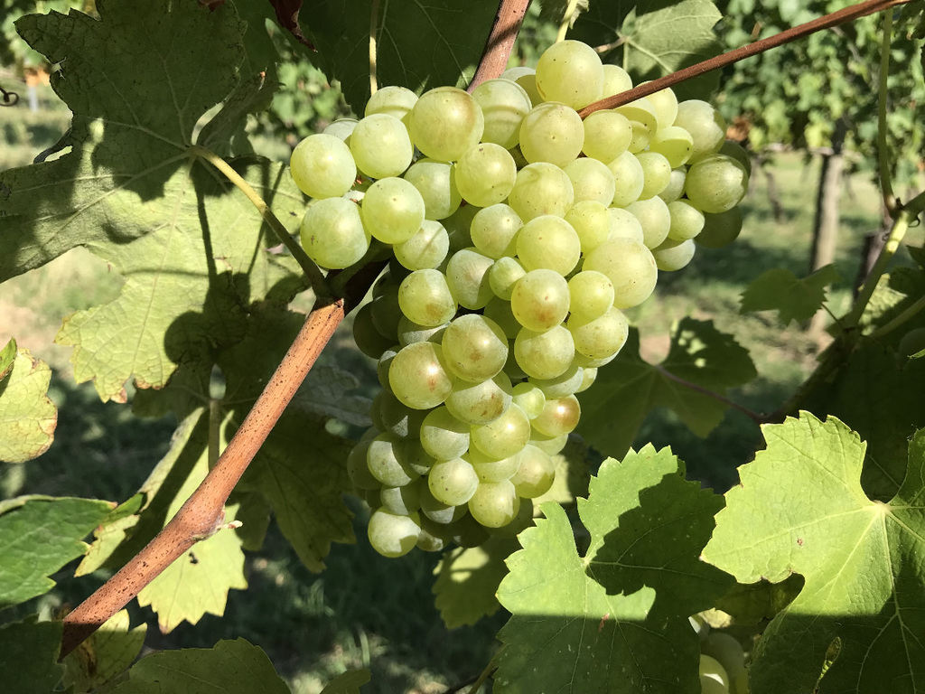 Istituto Marchigiano Tutela Vini: intervista ad direttore Alberto Mazzoni