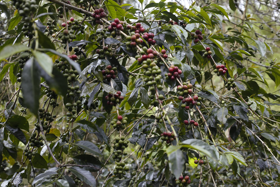Permacultura applicata al caffè: per una tazzina equa e di qualità Piante del caffè