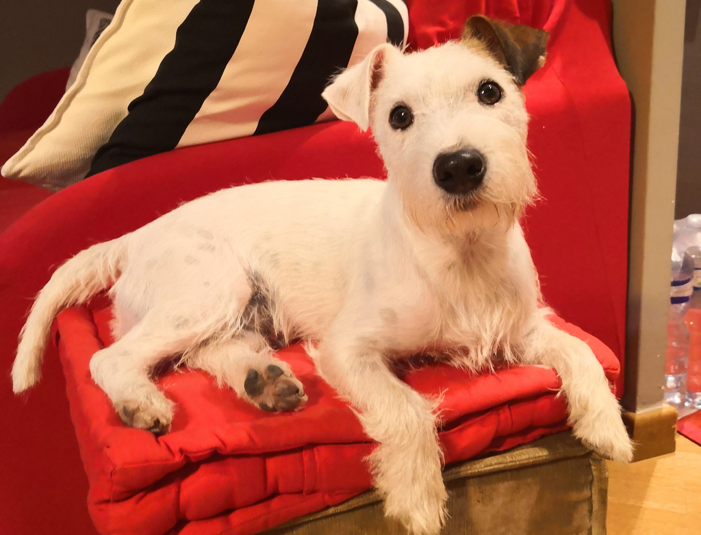 Al ristorante con il cane: con FOOD for DOG può ordinare dal menù Al ristorante con il cane: con FOOD for DOG può ordinare dal menù