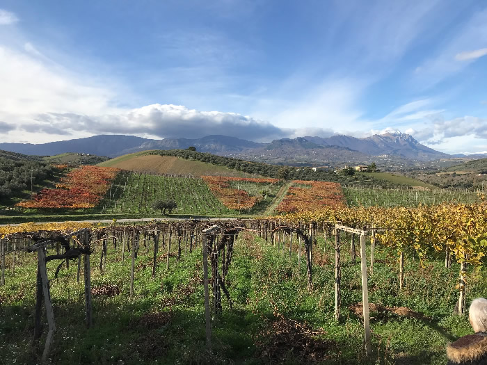 Abruzzo: un'enogastronomia che conquista insieme a natura e arte Un vigneto abruzzese