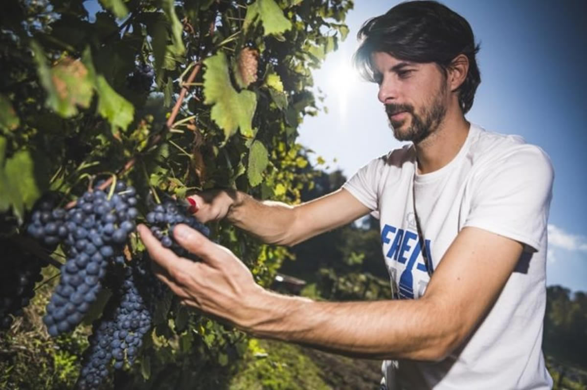 STAPPATINCASA: il racconto del vino online contro il Coronavirus Luca Balbiano in vigna