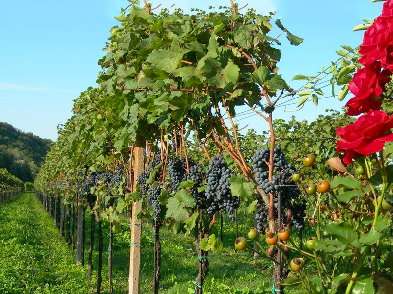 Vini Valchiarò: la nostra degustazione di Nexus e Refosco Vini Valchiarò: vigneti