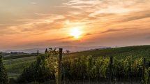 Supertuscan: quando uscire dagli schemi regala vini nobili