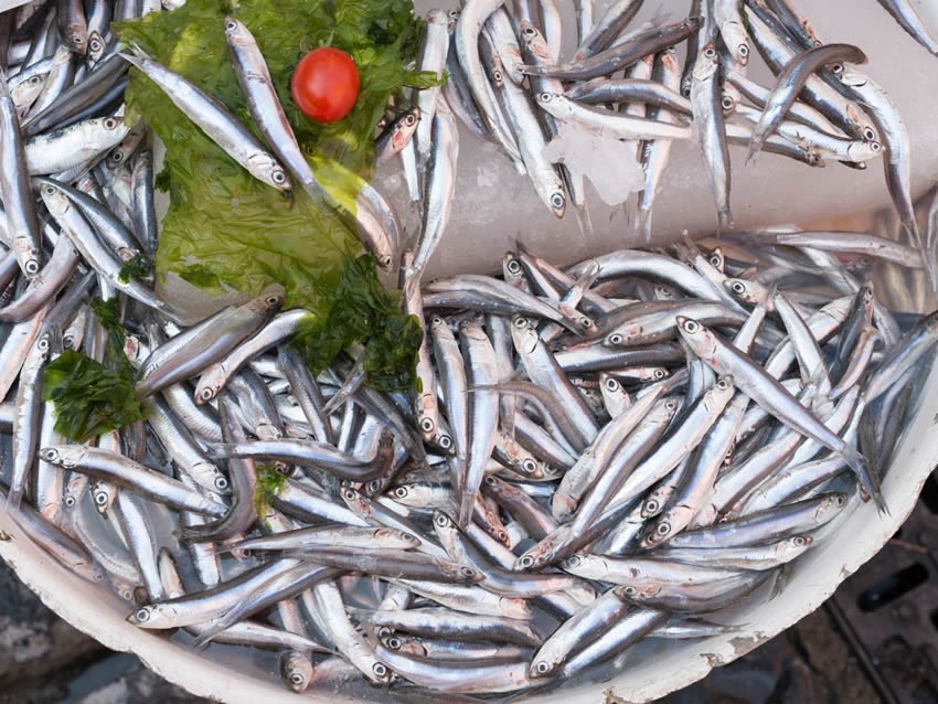 Colatura di alici di Cetara: come si ottiene e come si usa Alici fresche di Cetara per la colatura