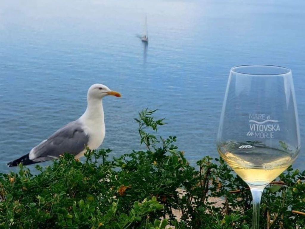 Vitovska, il vitigno del Carso protagonista di Mare e Vitovska Vitovska, il vitigno del Carso protagonista di Mare e Vitovska