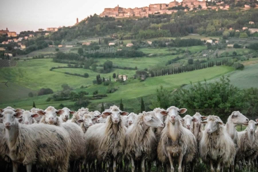 Pecore del Caseificio Cugusi a Montepulciano