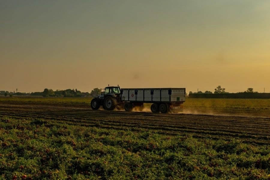 Pomì trace: sistema di tracciabilità dei pomodori Pomì