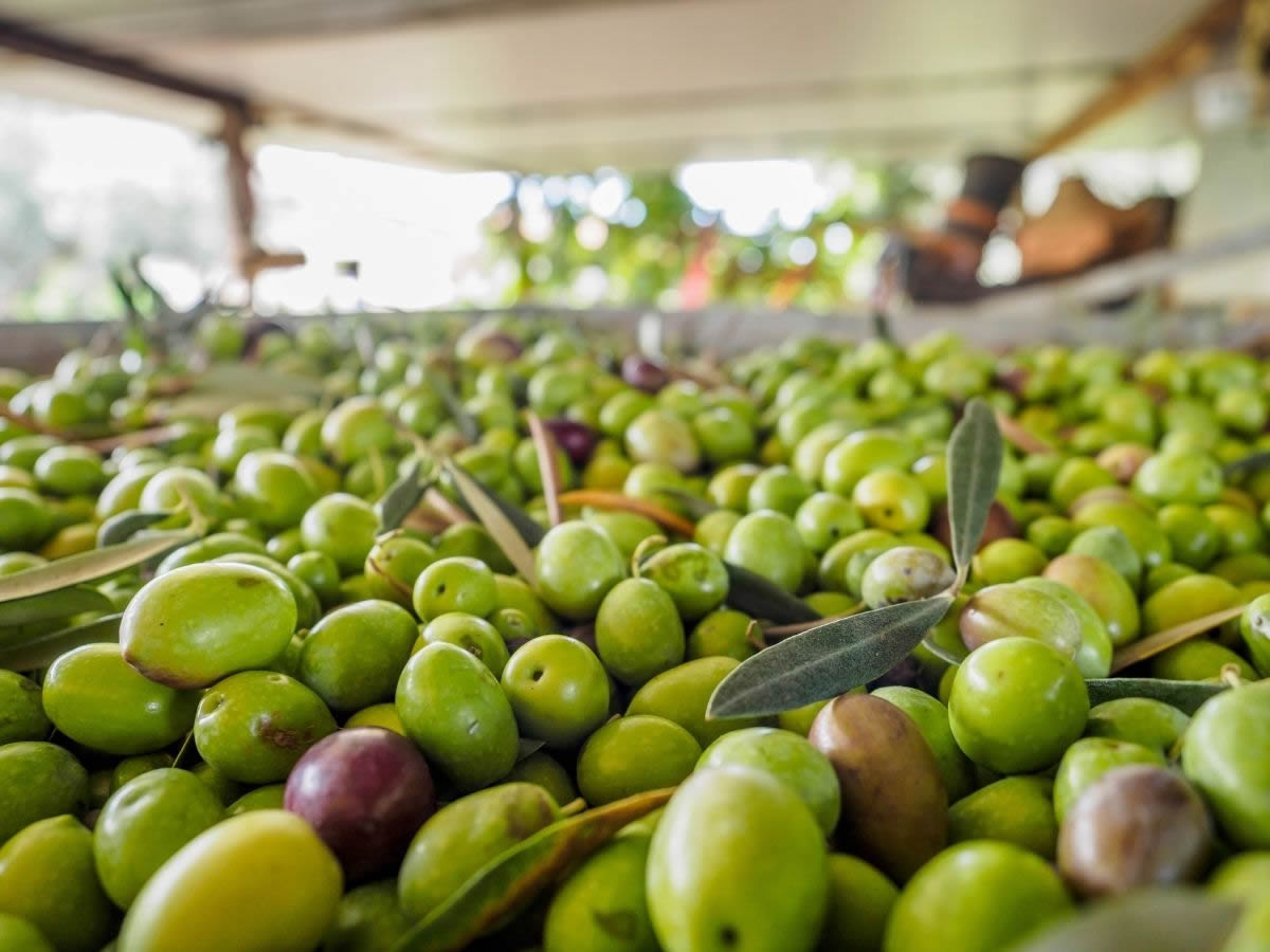 Tutto sull'olio novello: cos'è, caratteristiche e durata