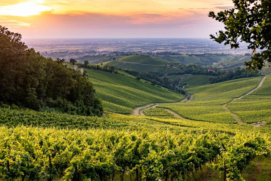 Coltivazione Pinot Nero dell’Oltrepò Pavese