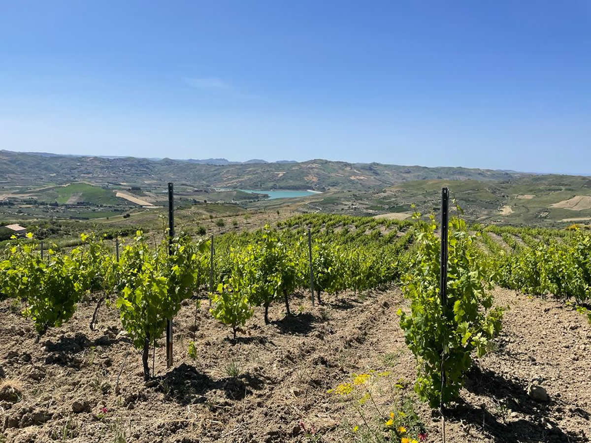 Catarratto: caratteristiche del vitigno bianco siciliano