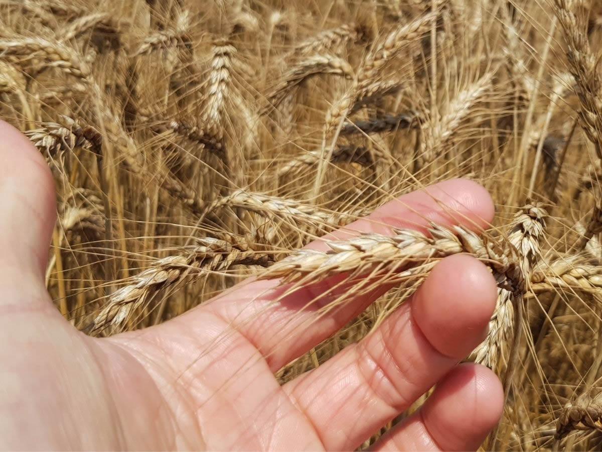 Provincia di Torino: segnali incoraggianti dal Gran dij Bric