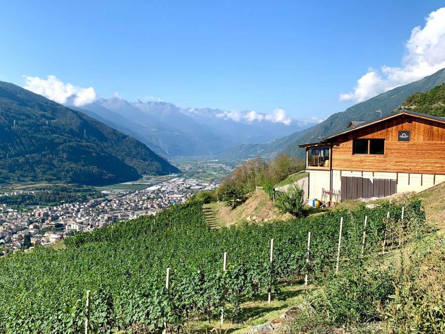 La Chiavennasca in Valtellina: ecco 3 cantine da provare 