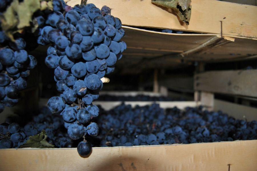 Vernaccia di Serrapetrona: caratteristiche del vino protagonista di Appassimenti aperti