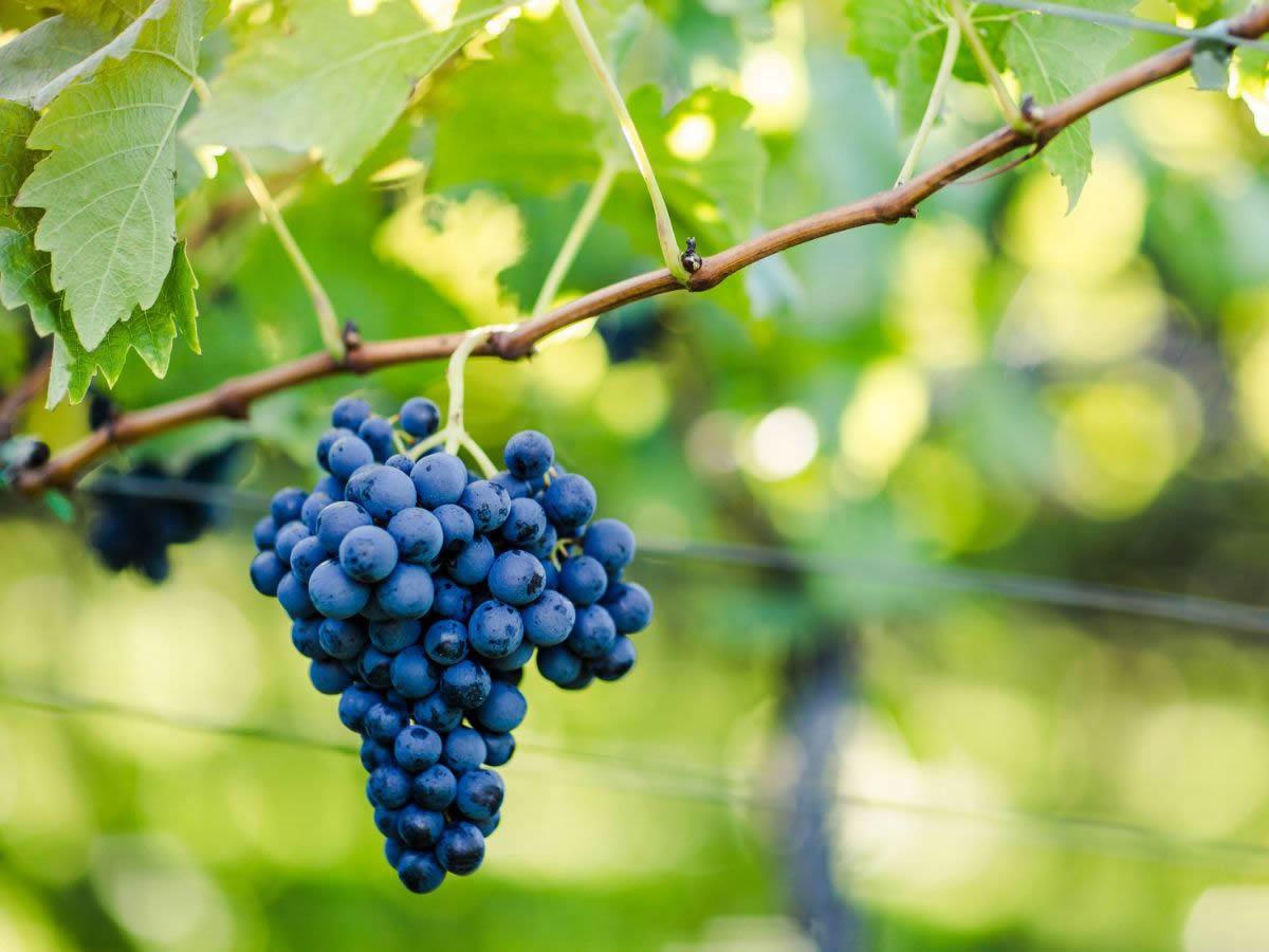 Vitigno Schiava: storia, caratteristiche e vini ottenuti Vitigno Schiava: storia, caratteristiche e vini ottenuti