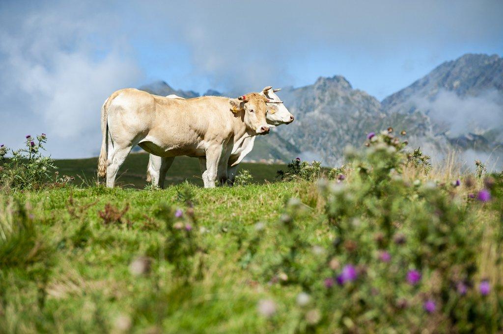 Bionda d'Aquitania: caratteristiche della razza bovina francese Bionda d'Aquitania: caratteristiche della razza bovina francese