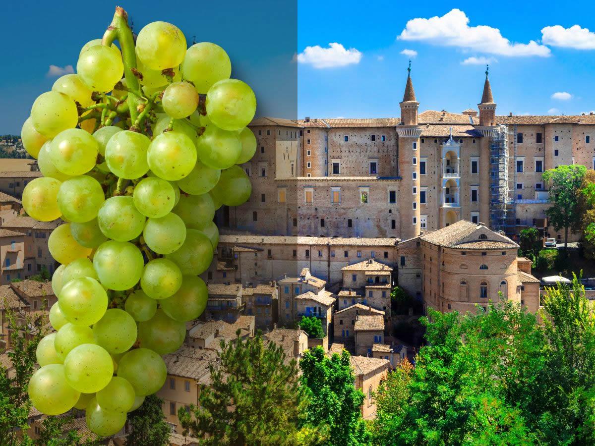 Il calice racconta 2023: le Marche e la loro promozione
