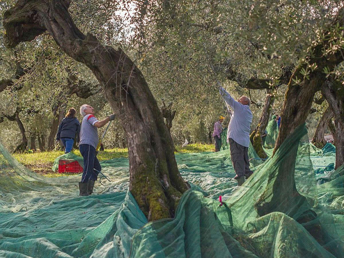 L'Olio abruzzese di cultivar Dritta: le sue caratteristiche cultivar Dritta: le sue caratteristiche