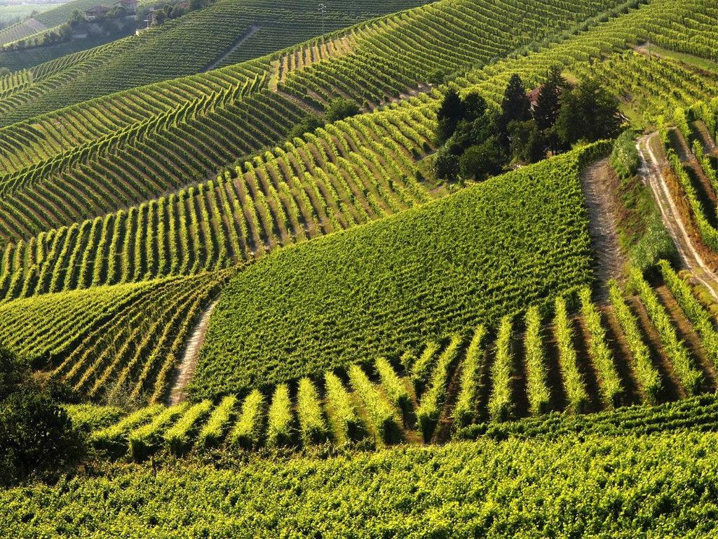 Progetto AGEBA: come preservare il vitigno Barbera