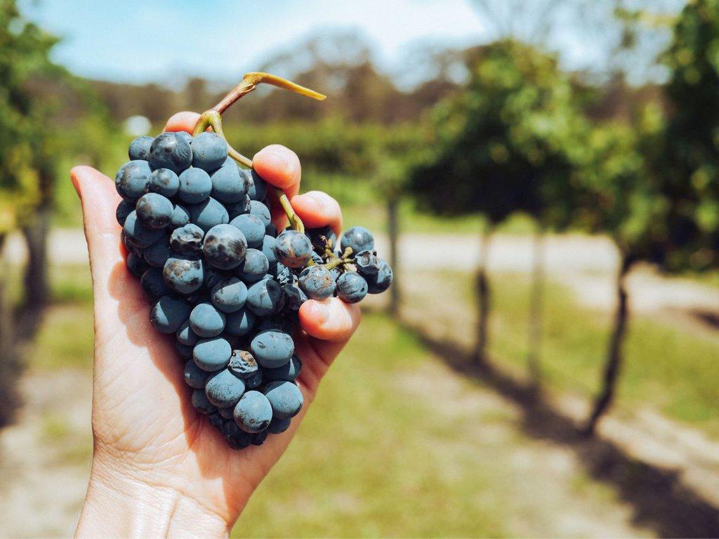 Only Wine Festival 2023: programma completo
