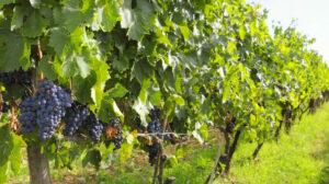 Viticoltura di precisione, per vini salubri e sostenibili