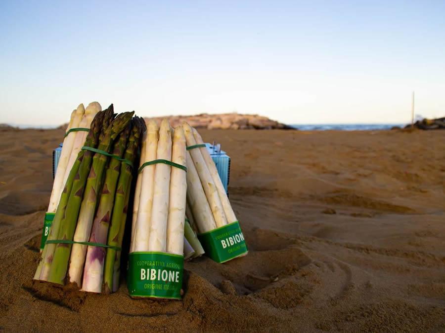 Bibione celebra l'asparago bianco con due eventi