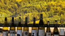 Sottozona Savorgnano: area e caratteristiche del vino