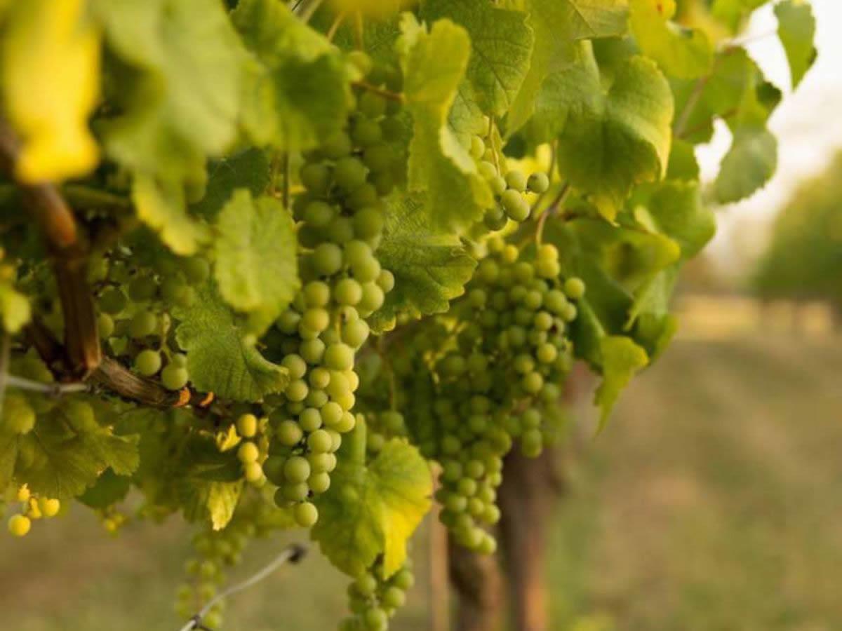 Spergola: storia, versioni e abbinamenti con il cibo