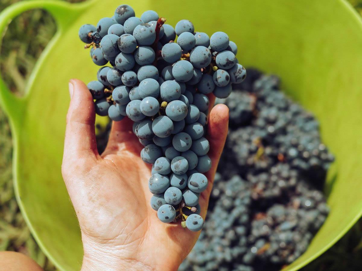 La Barbera Incontra 2023: festival a San Damiano d'Asti