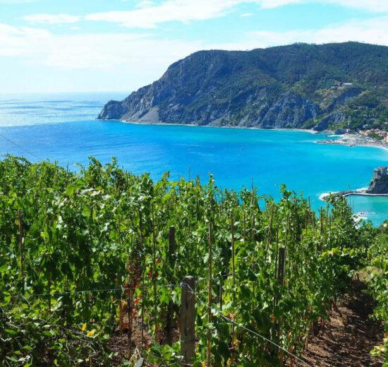 Enoturismo in Liguria: 5 mete da non perdere per winelover