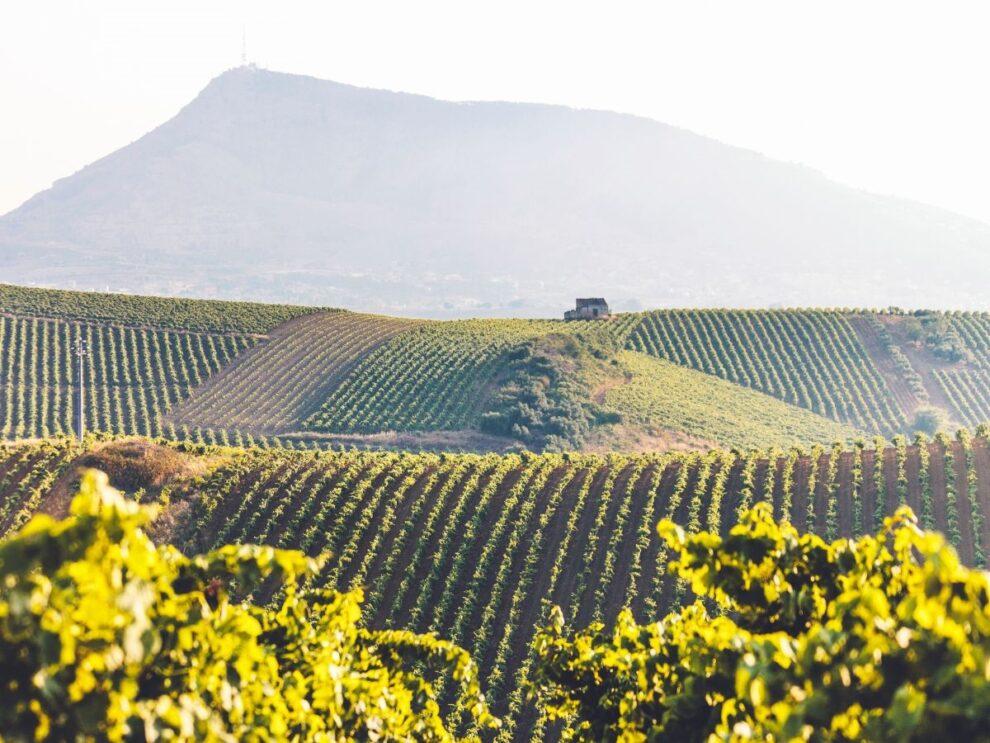 Preoccupa la vendemmia in Sicilia: il 2023 anno difficile