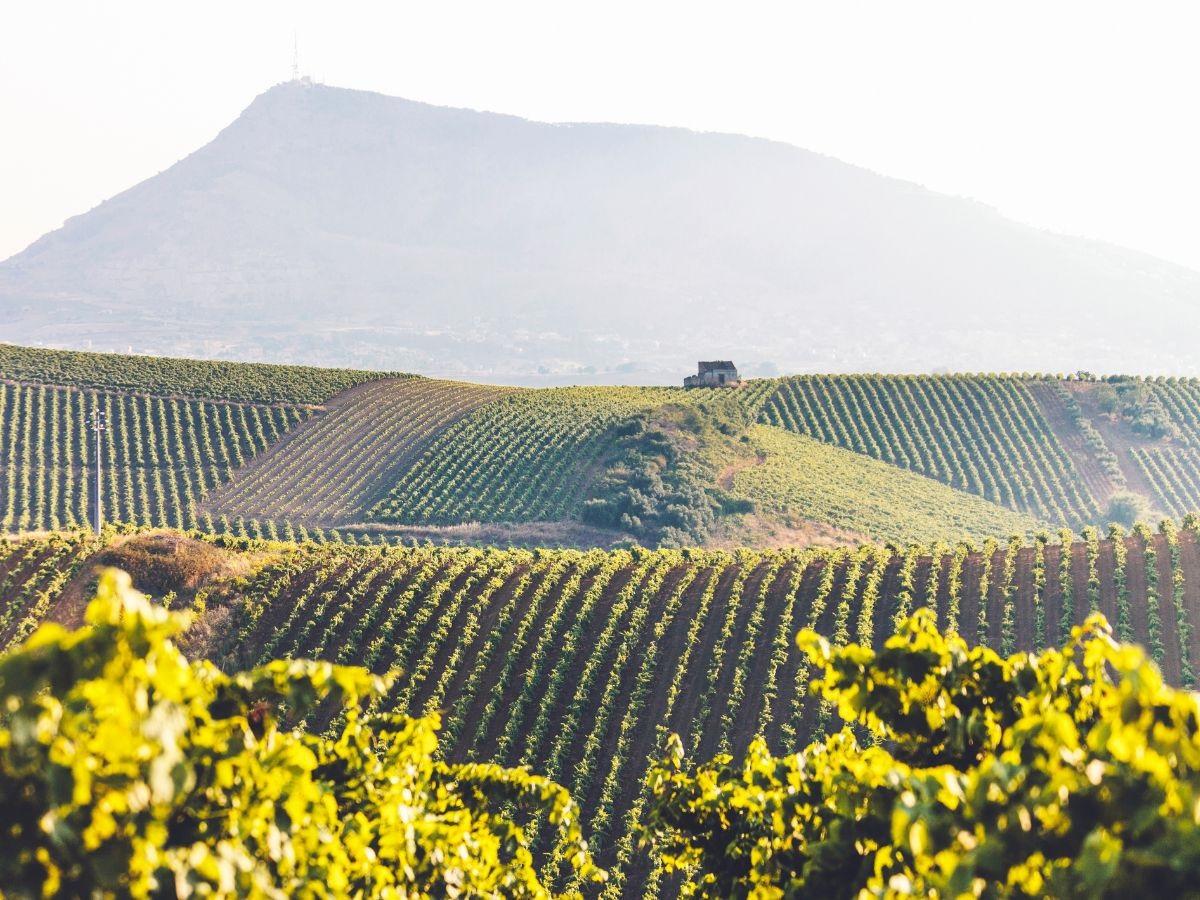 Preoccupa la vendemmia in Sicilia: il 2023 anno difficile