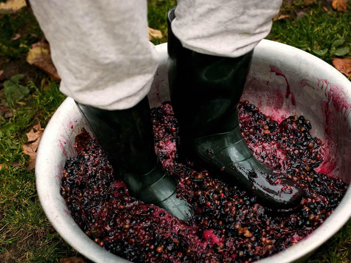 Programma Sagra dell’Uva e del Vino a Cerveteri