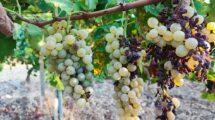 Festa del Vino a Montevago 2023: enogastronomia e cultura