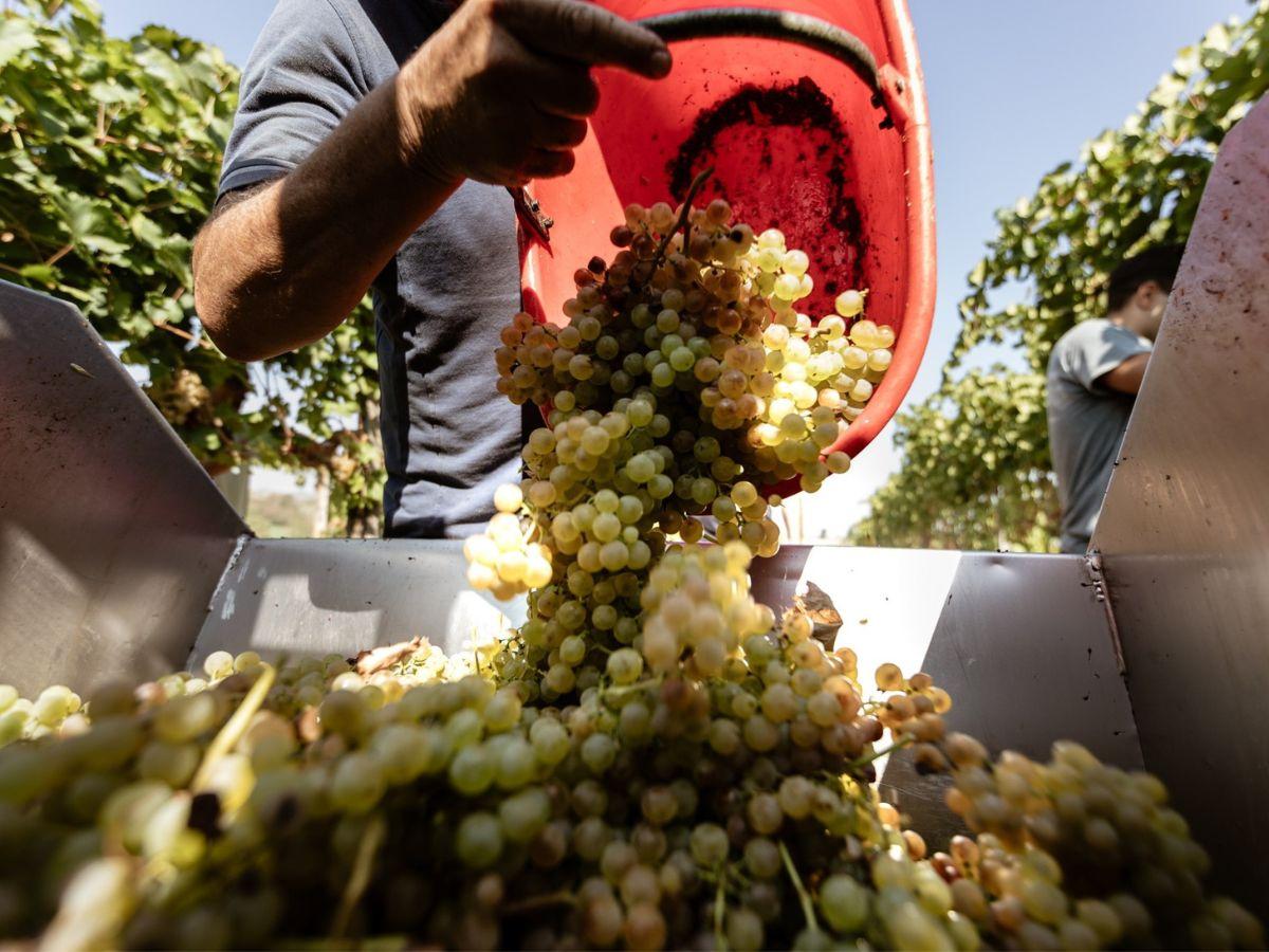 Vendemmia 2023: annata difficile, ma come sarà il vino?