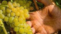 Cantina di Venosa: la Basilicata tra Aglianico e Malvasia