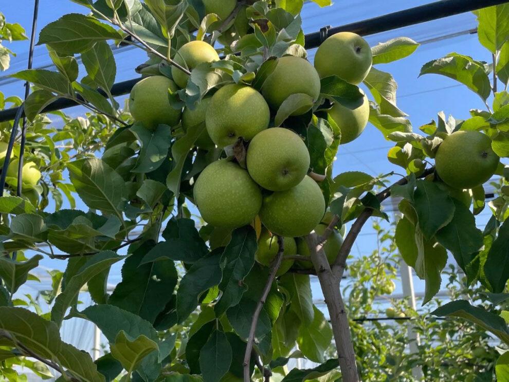 Belfiore, città delle mele dalla secolare tradizione