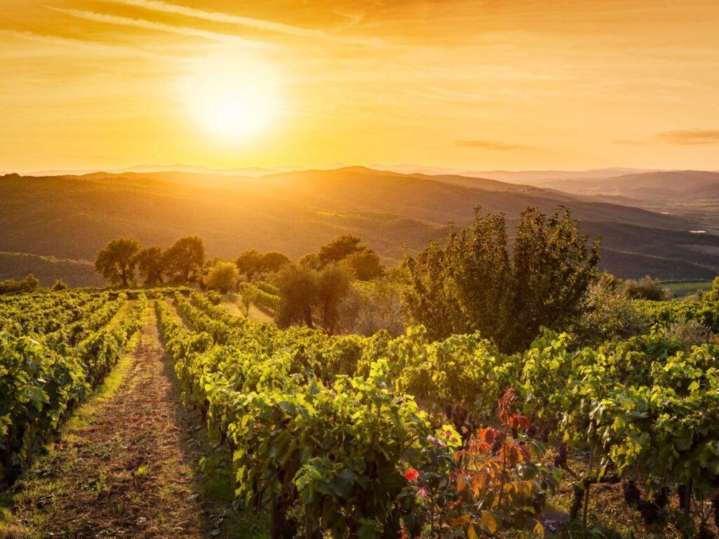 Toscana nella Guida Slow Wine 2024: premi e riconoscimenti