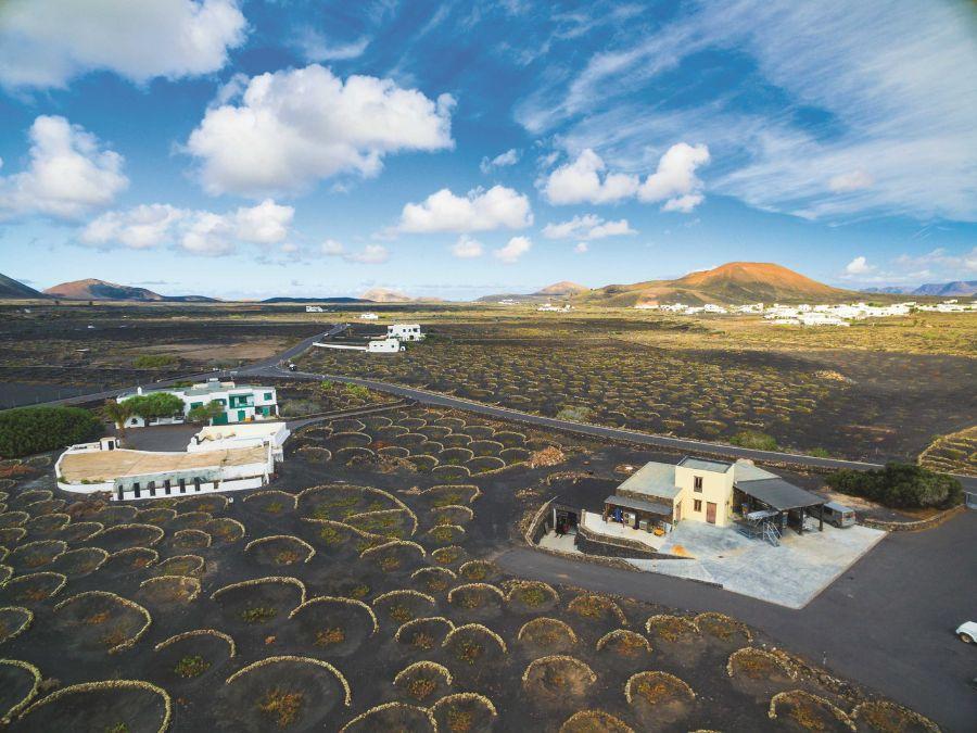 Vigneto di Lanzarote, nelle Isole Canarie
