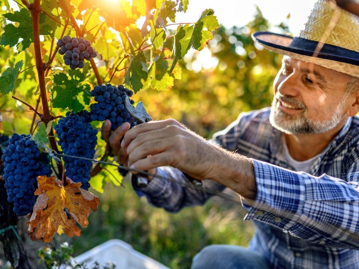 Mercato dei Vignaioli Indipendenti Bologna: tutte le novità
