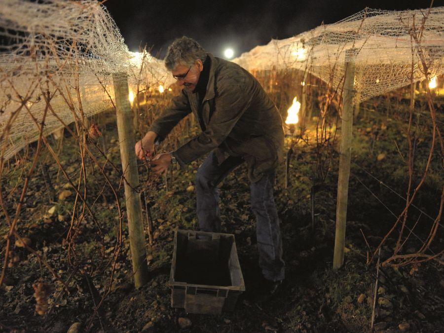 Vendemmia notturna in Francia